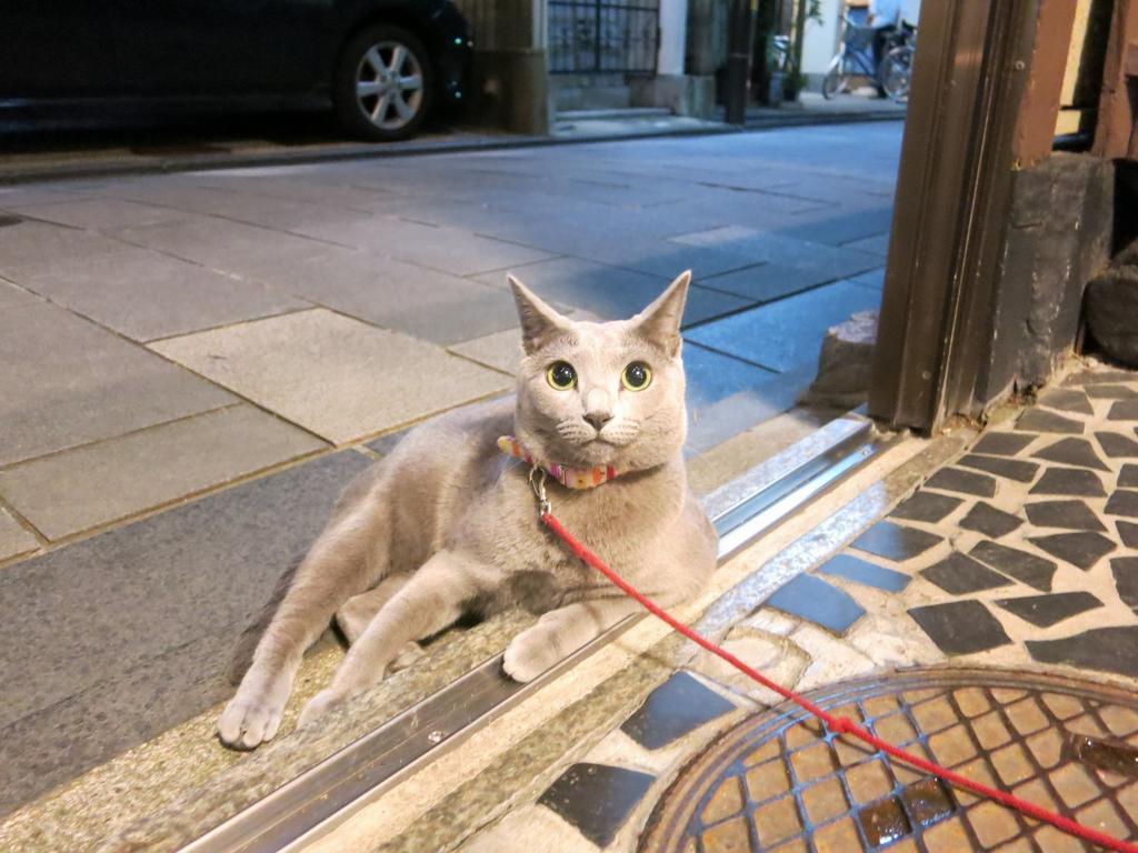 傳統日式旅館 Fujiya 京都